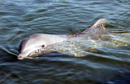 Dolphins Orange Beach AL